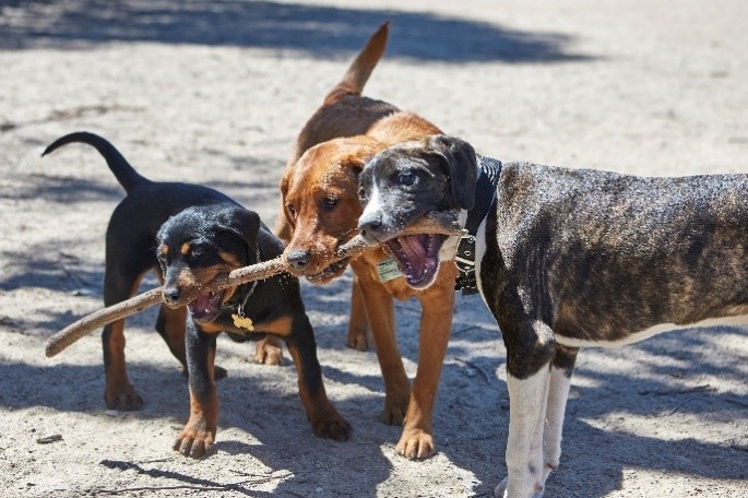 Local dog lovers to lap up new Buninyong dog park  Main Image